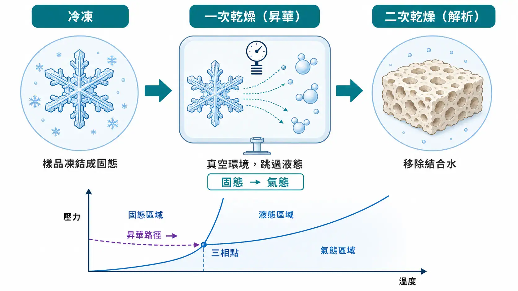 實驗室樣品濃縮與乾燥技術完整指南|從樣品特性到設備選型的決策邏輯 冷凍乾燥昇華原理示意圖:冷凍、一次乾燥昇華、二次乾燥三個階段與水的相圖